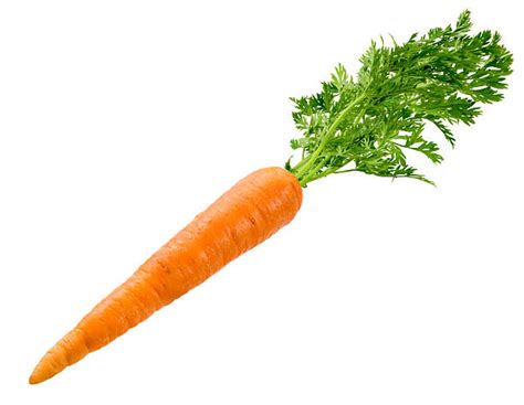 Carrot 